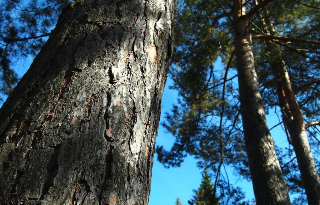 Pine Bark Helped Me Overcome Erectile Dysfunction And A Low Sex Drive